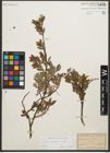 Foto von Salix starkeana Willd.